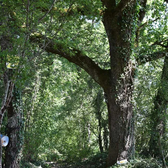 Randonnée sur la boucle de Puyfébert à Corgnac