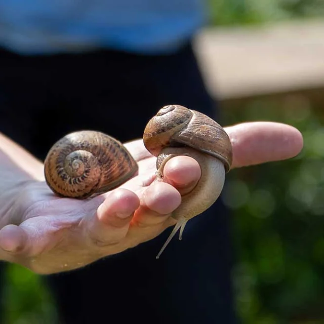 Ferme Méli-Mélo d'escargots à Génis