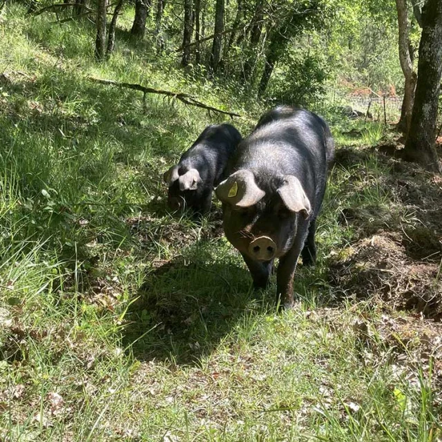 Ferme la Massinie à Issac